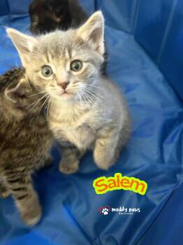 Coven Kitties:   Salem -  Domestic Medium Hair Cat for Adoption in Council Bluffs, Iowa - Coven Kitties:   Salem | PetCurious