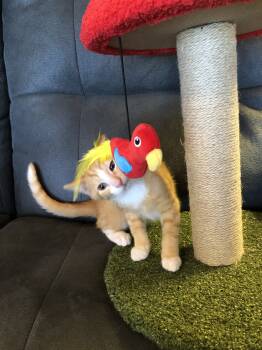 Rescue Domestic Short Hair Cats for Adoption in Seven Valleys, Pennsylvania - Kevin | PetCurious