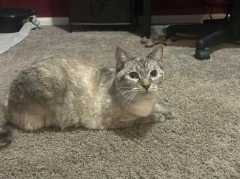 Rescue Domestic Short Hair and Siamese Cats for Adoption in Campbellsville, Kentucky - Root Beer | PetCurious