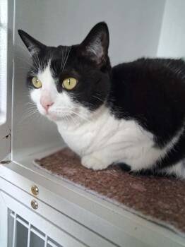 Domestic Short Hair Cats Available for Adoption in Van Wert, Ohio - Aberdeen | PetCurious