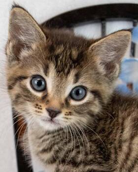 Domestic Short Hair and Tabby Cats Available for Adoption in Kennesaw, Georgia - Augusta | PetCurious