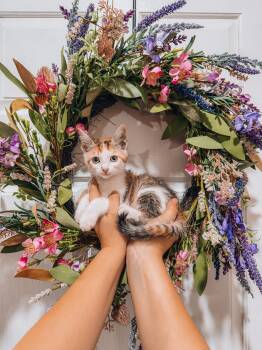 Fawn -  Calico Cat for Adoption in Goodyear, Arizona - Fawn | PetCurious