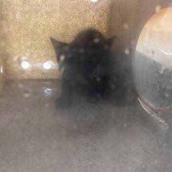 Baron -  Domestic Short Hair Cat for Adoption in Philadelphia, Pennsylvania - Baron | PetCurious