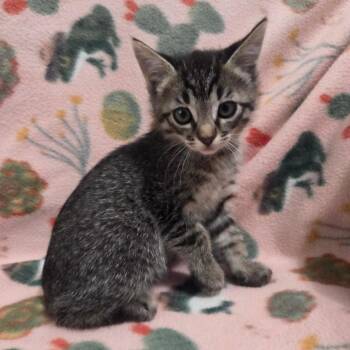 Gretel -  Domestic Short Hair Cat Available for Adoption in Brea, California - Gretel | PetCurious