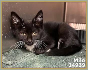 Rescue Domestic Short Hair Cats for Adoption in Marietta, Georgia - MILO | PetCurious