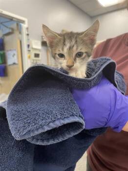TIKI -  Domestic Short Hair Cat for Adoption in Palmetto, Florida - TIKI | PetCurious