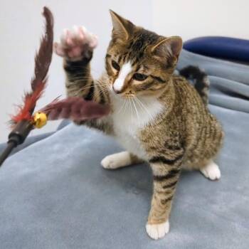 Pua -  Domestic Short Hair Cat for Adoption in Normal, Illinois - Pua | PetCurious