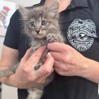 Sterling -  Domestic Medium Hair Cat for Adoption in Lufkin, Texas - Sterling | PetCurious