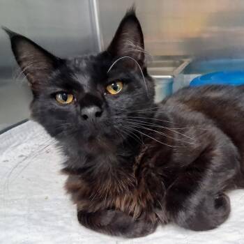 Vader -  Domestic Medium Hair Cat for Adoption in Canton, Illinois - Vader | PetCurious