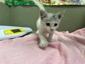 A552168 -  Domestic Short Hair Cat for Adoption in Moreno Valley, California - A552168 | PetCurious