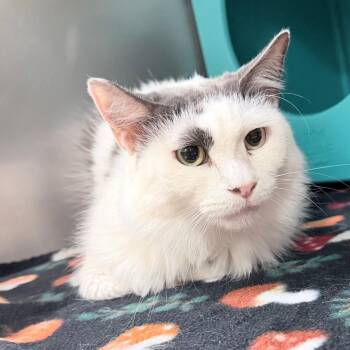 Ava -  Domestic Long Hair Cat for Adoption in Titusville, Florida - Ava | PetCurious