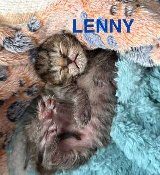 Domestic Short Hair Cats Available for Adoption in Leonardtown, Maryland - Lenny | PetCurious