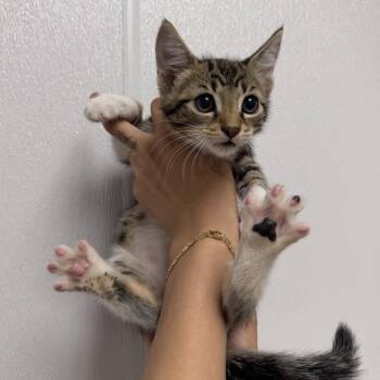 Cash -  Domestic Short Hair Cat for Adoption in Redwood City, California - Cash | PetCurious