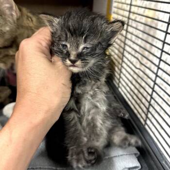 Domestic Long Hair Cats Available for Adoption in Long Beach, California - Brooklyn | PetCurious