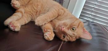 Domestic Short Hair Cats Available for Adoption - Midas | PetCurious