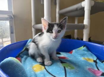 Howard -  Domestic Short Hair Cat for Adoption in Berkeley, California - Howard | PetCurious