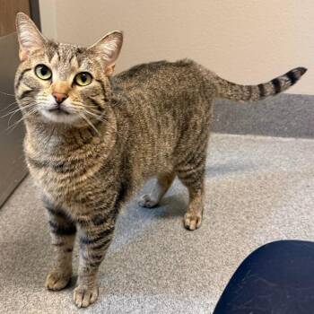 Willow -  Domestic Short Hair Cat for Adoption in Fort Collins, Colorado - Willow | PetCurious