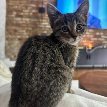 Oremi -  Domestic Short Hair Cat for Adoption in Chicago, Illinois - Oremi | PetCurious