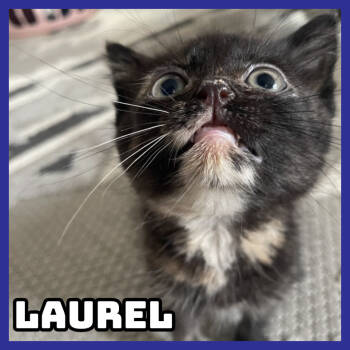 Rescue Domestic Short Hair Cats for Adoption in Glenwood, Minnesota - Laurel | PetCurious