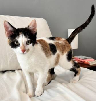 Mary pat -  Domestic Short Hair Cat for Adoption in Scranton, Pennsylvania - Mary Pat | PetCurious