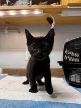 SNAPE -  Domestic Short Hair Cat for Adoption in Tallahassee, Florida - SNAPE | PetCurious