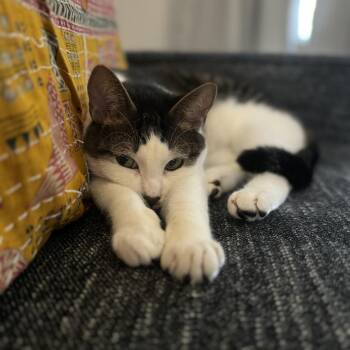 Mister -  Domestic Short Hair and Mixed Breed Cat for Adoption in Oak Park, Illinois - Mister | PetCurious