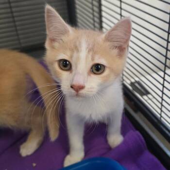 Jose -  Domestic Short Hair Cat for Adoption in Spokane, Washington - Jose | PetCurious