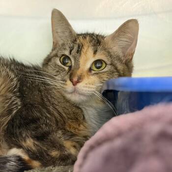 Patches 2 -  Domestic Short Hair Cat Available for Adoption in Cumming, Georgia - Patches 2 | PetCurious