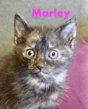 Marley -  Domestic Short Hair Cat Available for Adoption in Reston, Virginia - Marley | PetCurious