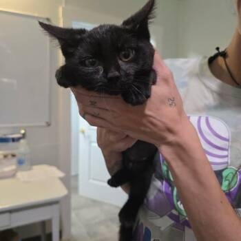 Crow -  Domestic Short Hair Cat for Adoption in Winthrop, Maine - Crow | PetCurious