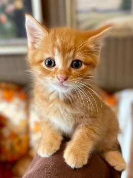 Old Spice -  Domestic Short Hair Cat for Adoption in Menomonie, Wisconsin - Old Spice | PetCurious
