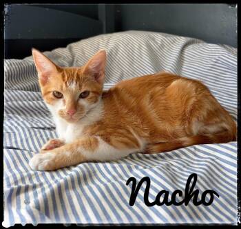 Nacho -  Domestic Medium Hair Cat for Adoption in El Cajon, California - Nacho | PetCurious