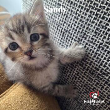 Spongebob Litter:  Sandy -  Domestic Short Hair Cat for Adoption in Council Bluffs, Iowa - Spongebob Litter:  Sandy | PetCurious