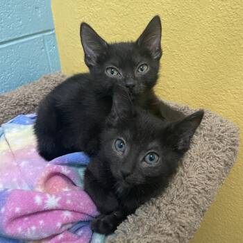 Rescue Domestic Short Hair Cats for Adoption in Springfield, Missouri - Faith And Hope | PetCurious