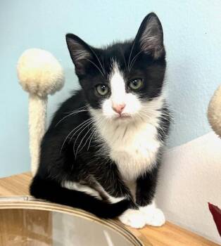 Rescue Domestic Short Hair Cats for Adoption in Westlake Village, California - Ellie | PetCurious