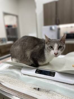 Rescue Domestic Short Hair Cats for Adoption in Baytown, Texas - STINKY JR | PetCurious