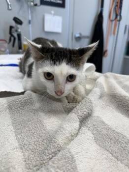 Lydia -  Domestic Short Hair Cat for Adoption in Lafayette, Indiana - Lydia | PetCurious