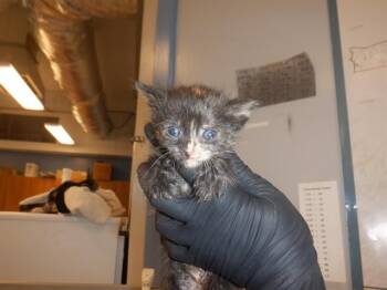 Domestic Short Hair Cats Available for Adoption in San Jose, California - MANDARINA | PetCurious
