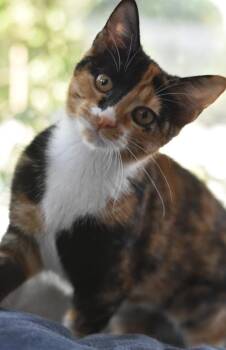 Ruby -  Calico Cat for Adoption in Fort Worth, Texas - Ruby | PetCurious