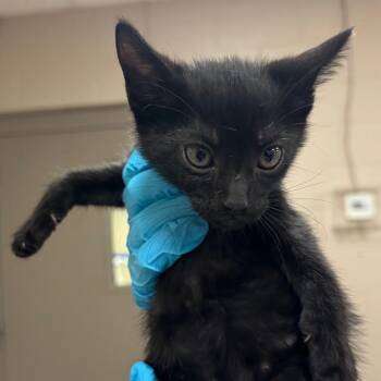 Theodore -  Domestic Short Hair Cat for Adoption in Birmingham, Alabama - Theodore | PetCurious