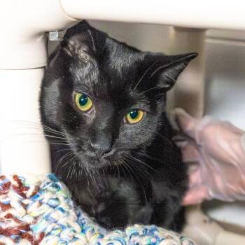 Domestic Short Hair Cats Available for Adoption - Flint | PetCurious