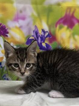 Domestic Short Hair Cats Available for Adoption in San Antonio, Texas - Mustang | PetCurious