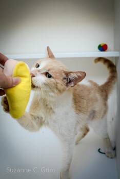 Louis -  Domestic Short Hair Cat Available for Adoption in Elmwood, Louisiana - Louis | PetCurious