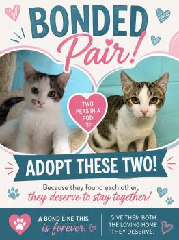 Giblet & Moopsy -  Domestic Short Hair Cat for Adoption in Chilton, Wisconsin - Giblet & Moopsy | PetCurious