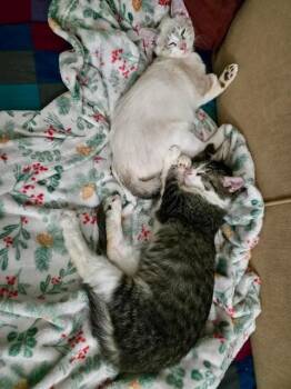 Alvin and Simon (Bonded Pair) -  Siamese Cat for Adoption in Ennis, Texas - Alvin And Simon (Bonded Pair) | PetCurious