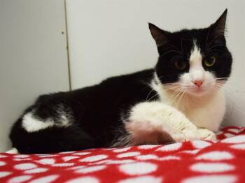 Domestic Short Hair Cats Available for Adoption in Sacramento, California - MEERA | PetCurious