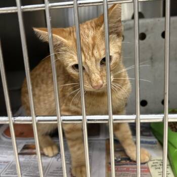 Stray - Sheetz -  Domestic Short Hair Cat for Adoption in Roxboro, North Carolina - Stray - Sheetz | PetCurious