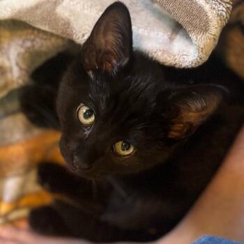 Panther -  Domestic Short Hair Cat for Adoption in West Palm Beach, Florida - Panther | PetCurious