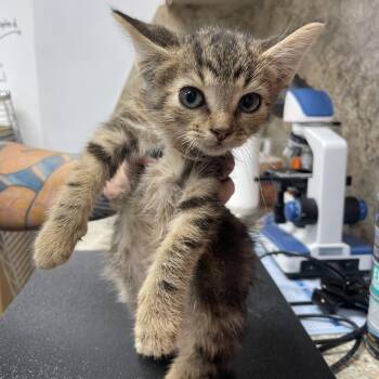 Knox -  Domestic Short Hair Cat for Adoption in Dickinson, Texas - Knox | PetCurious