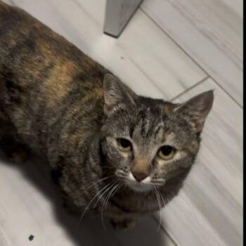 Penelope -  Domestic Short Hair Cat for Adoption in Kirksville, Missouri - Penelope | PetCurious